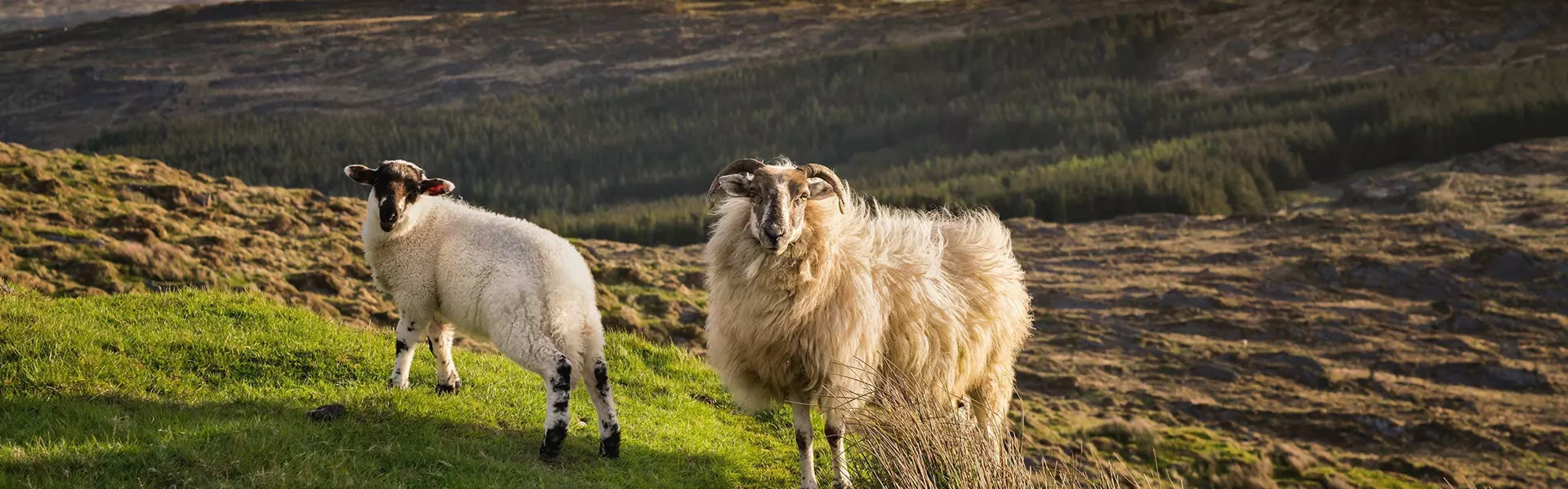 Sheep on a mountain landscape in Ireland