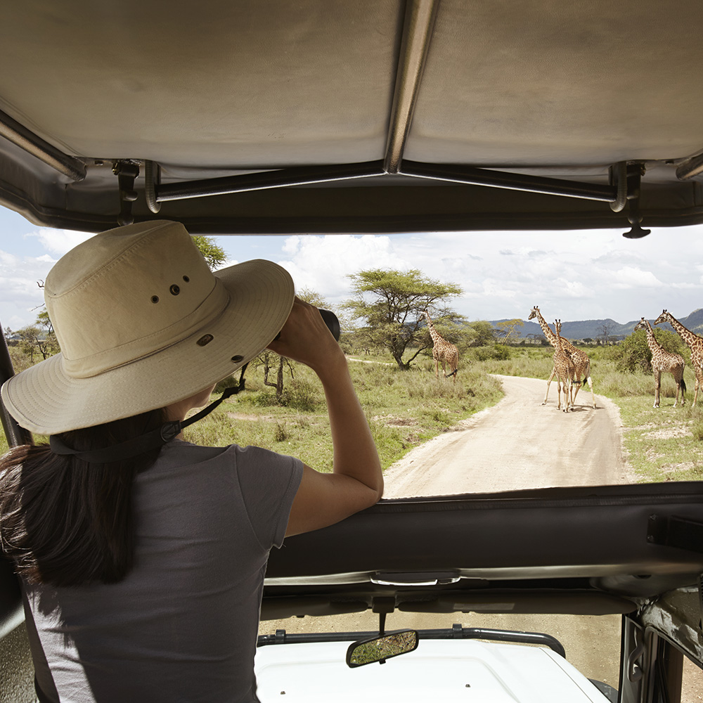 A tourist in a car watching giraffes