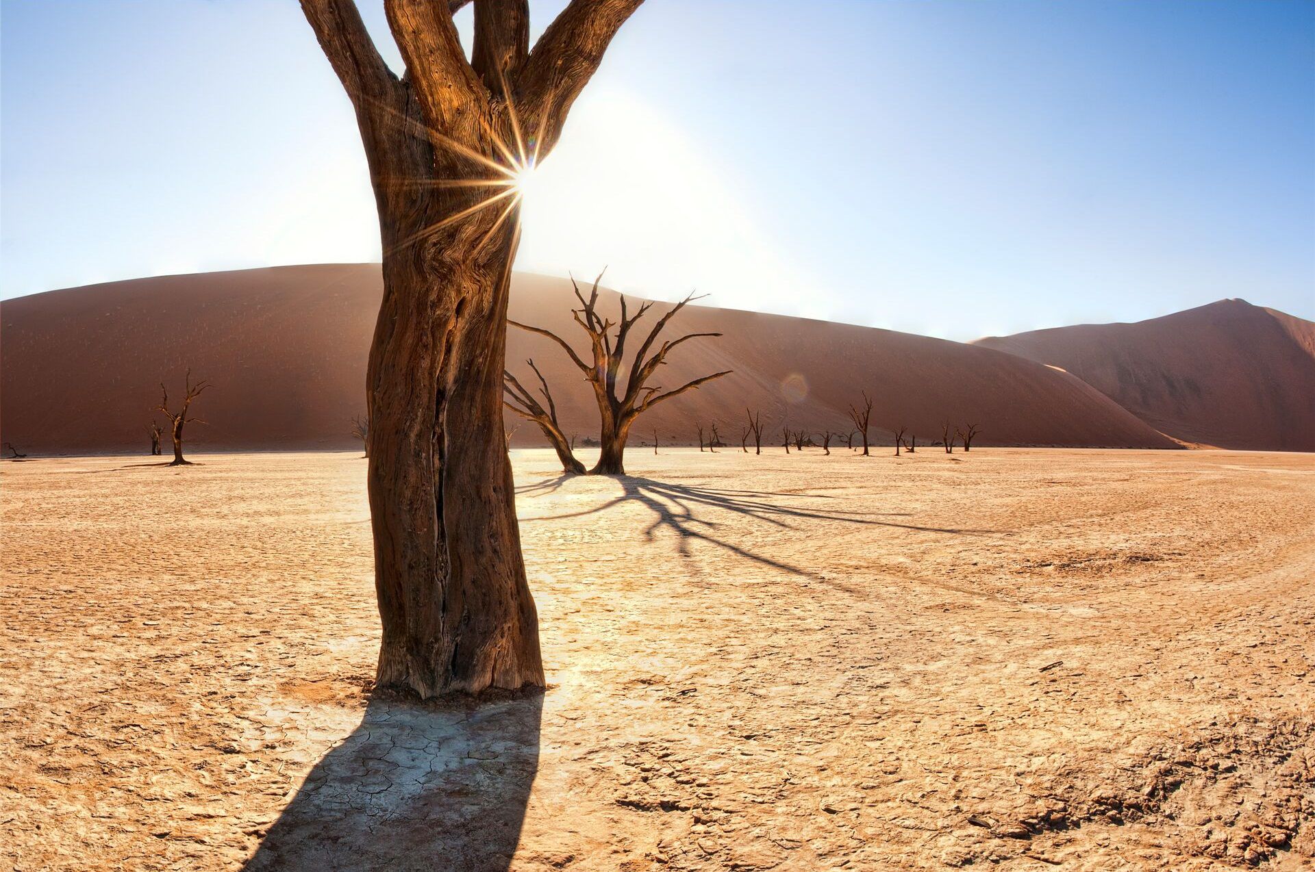 Dead trees of Deadvlei on desert at sunrise in Namibia 