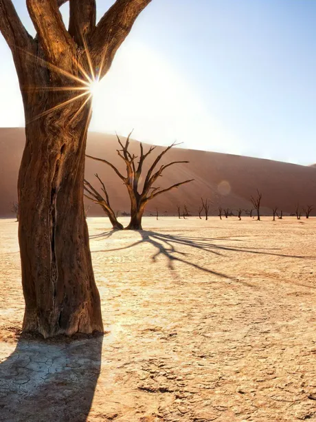 Dead trees of Deadvlei on desert at sunrise in Namibia