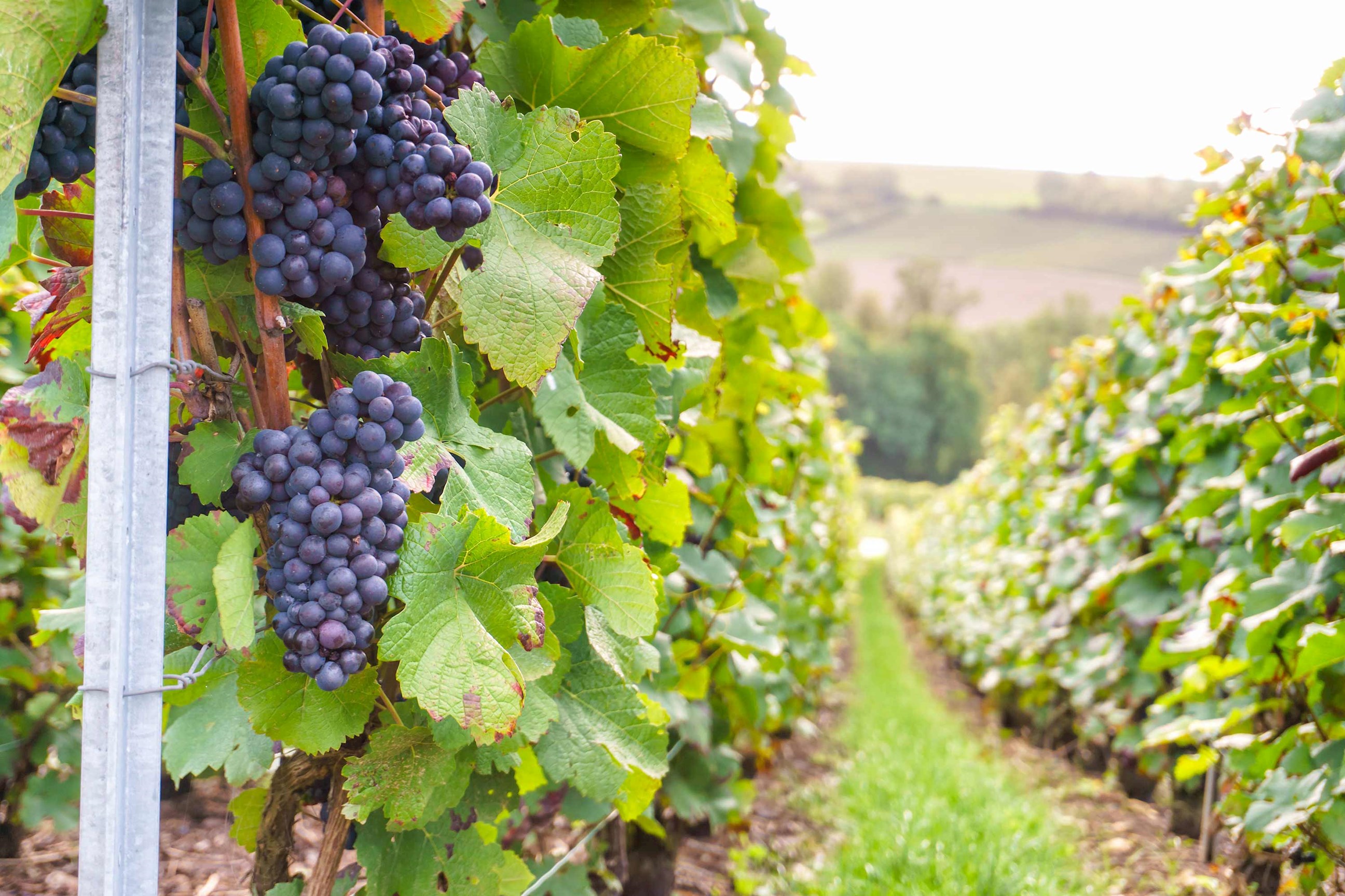grape-vineyard-bordeaux-france.jpg