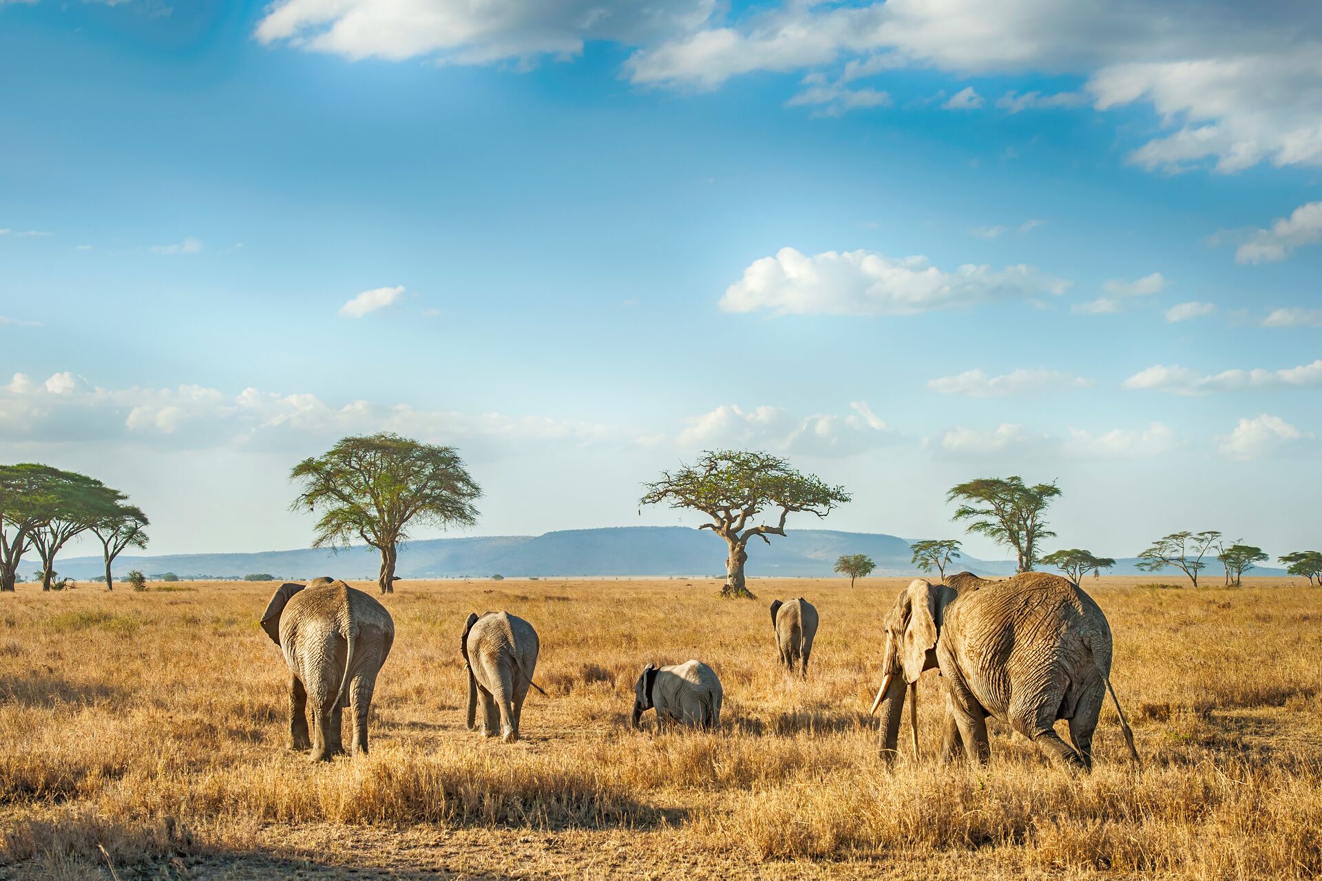 African Elephants In The Plains Of Serengeti, Tanzania