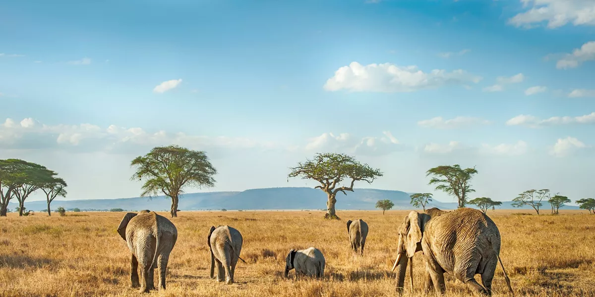 African Elephants In The Plains Of Serengeti, Tanzania