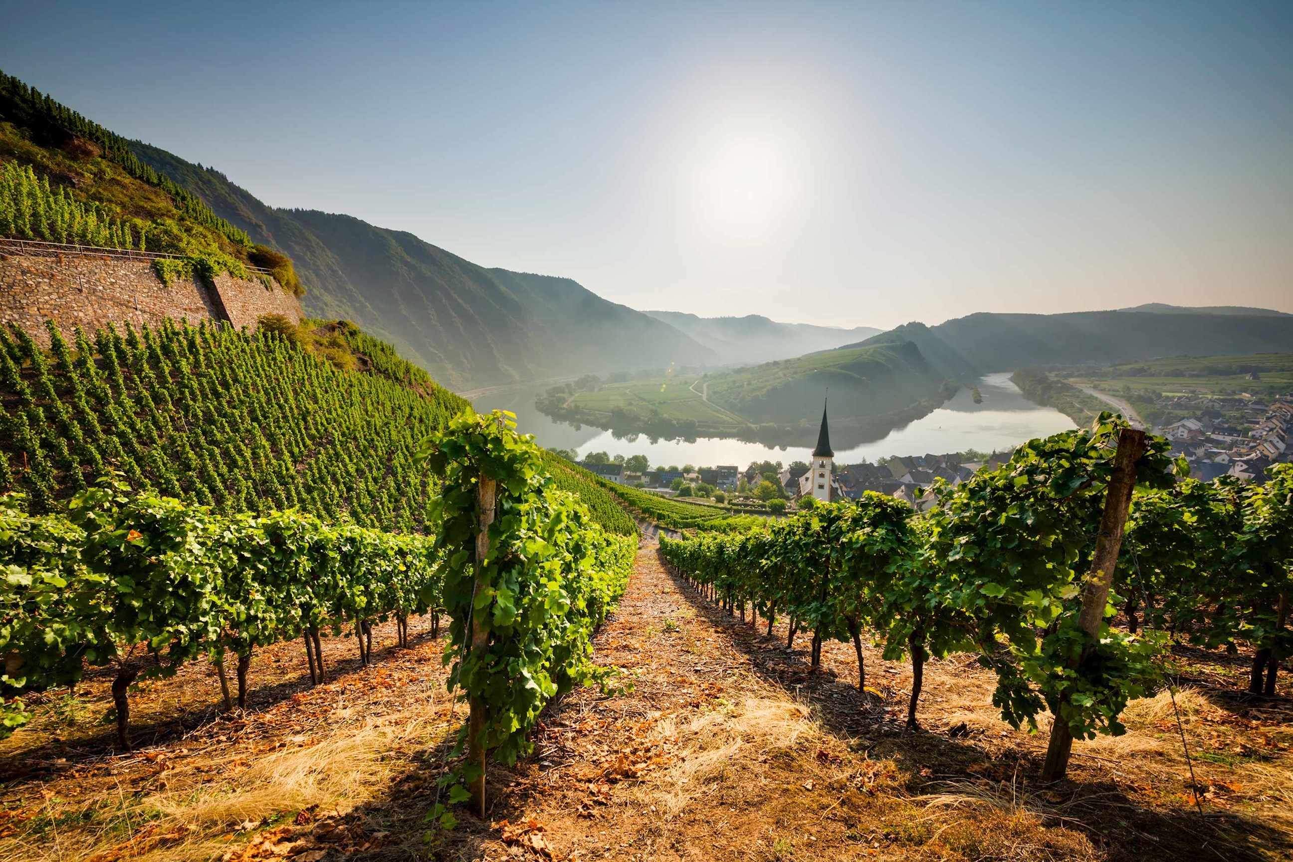 vineyard-rhine-valley-germany.jpg