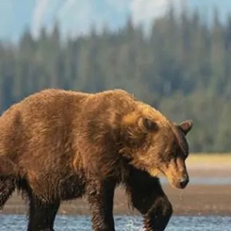 A Bear in Alaska
