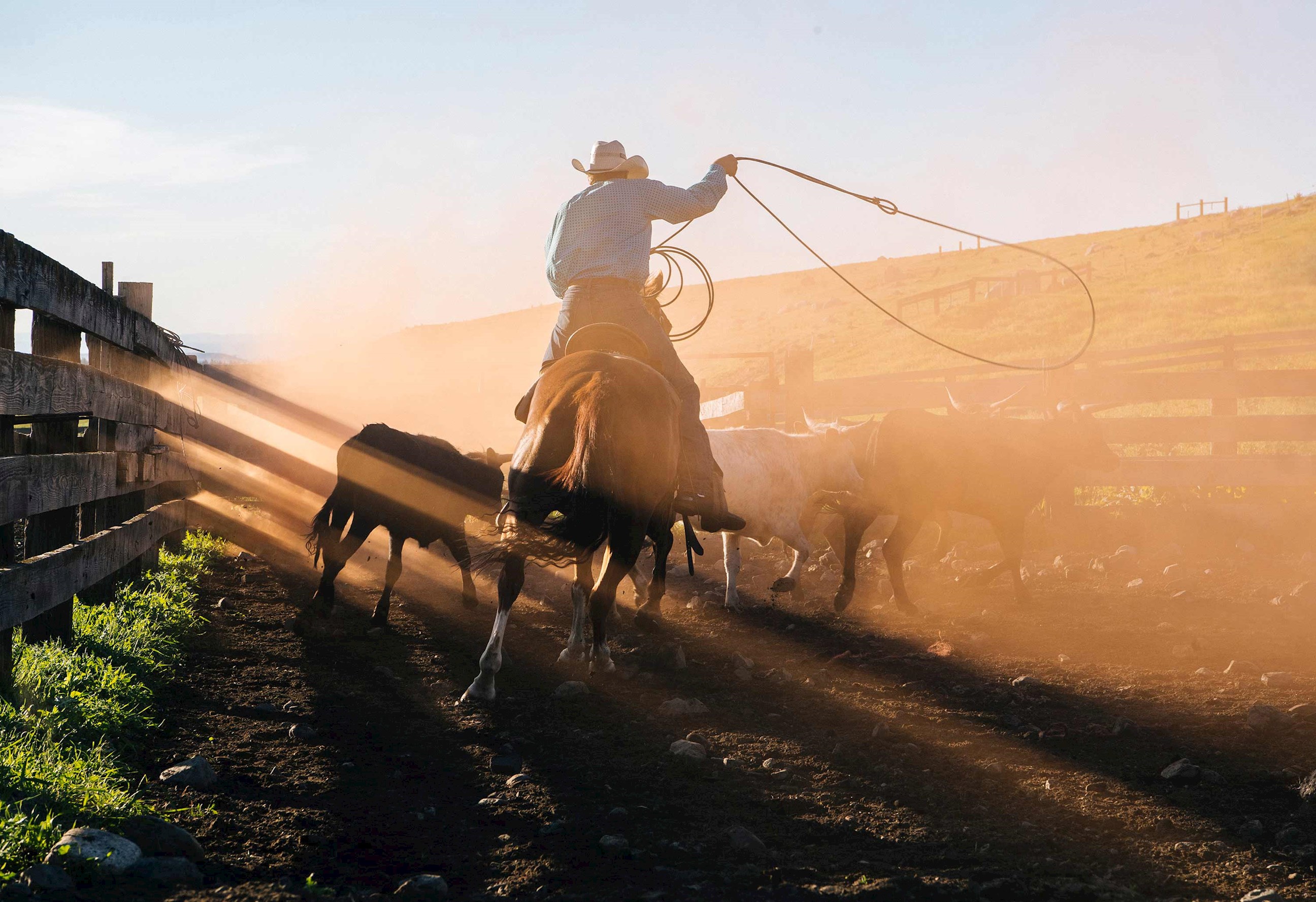 cowboy-lassoing-bull-cody-usa.jpg
