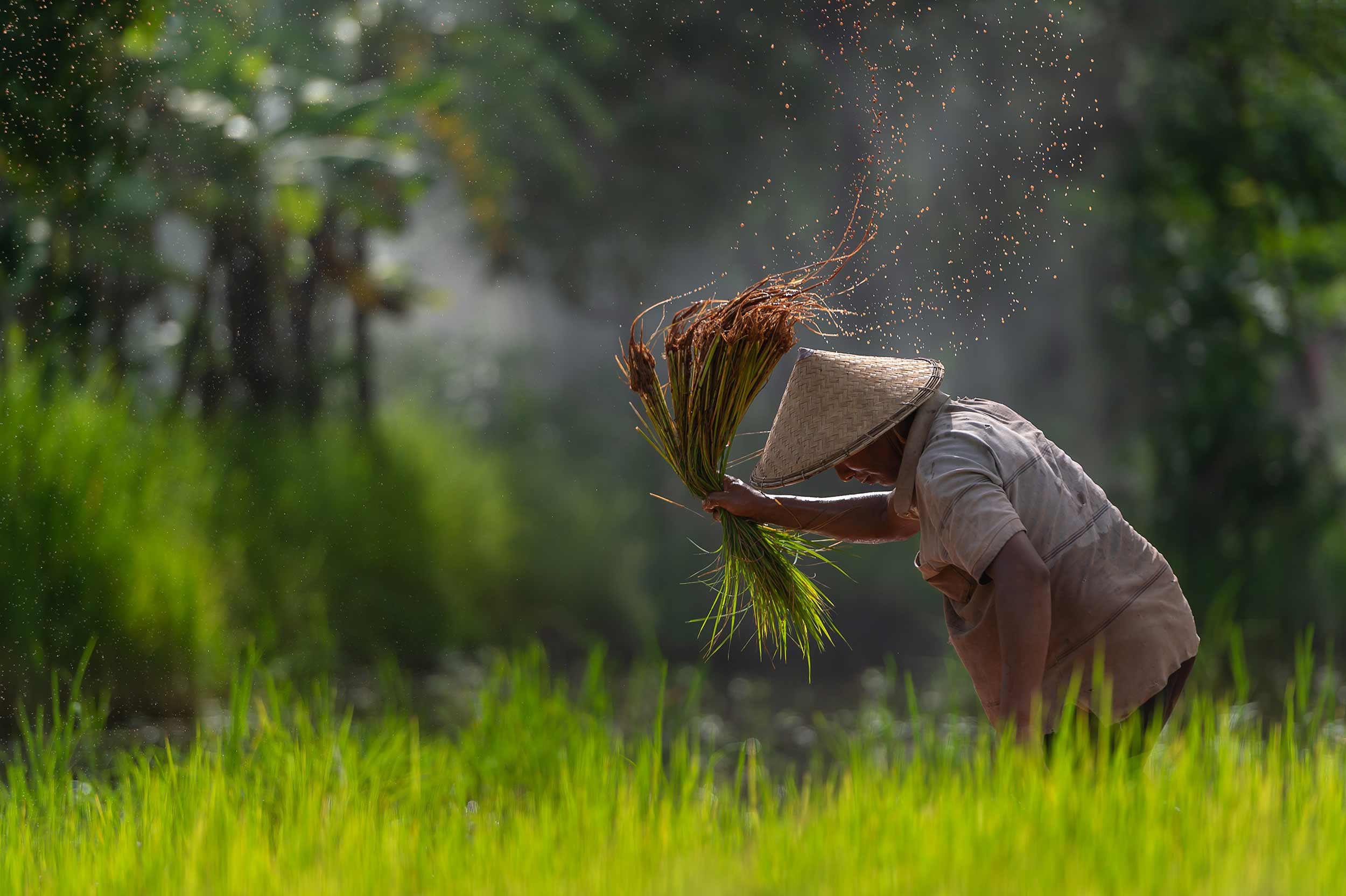 Farmer in rice field, Ho Chi Minh City, Vietnam