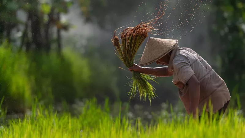 Farmer in rice field, Ho Chi Minh City, Vietnam