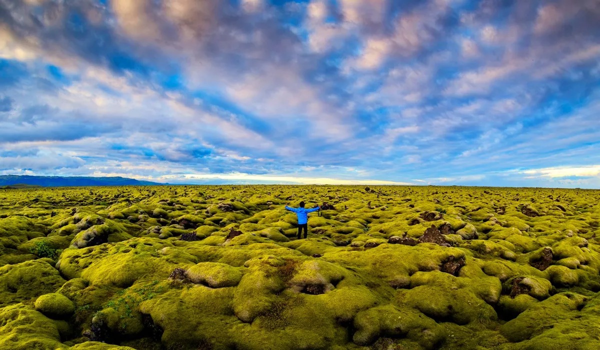 Man in the Lava Moss Field in Iceland