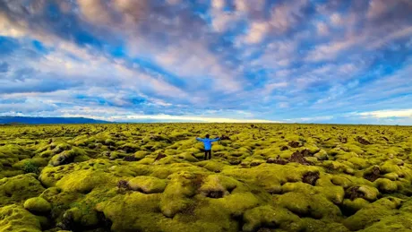Man in the Lava Moss Field in Iceland