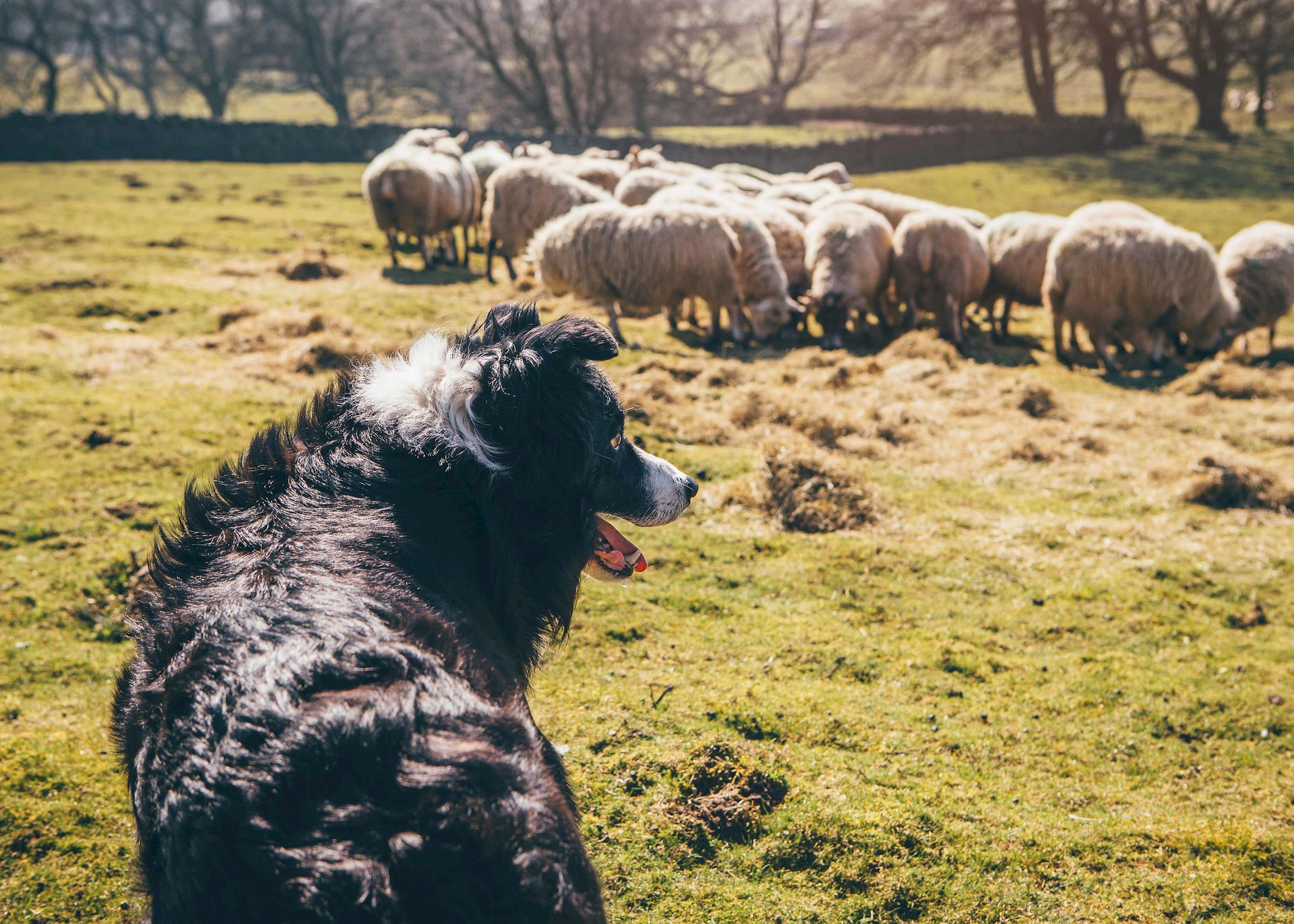 A border collie looking at a flock of sheep