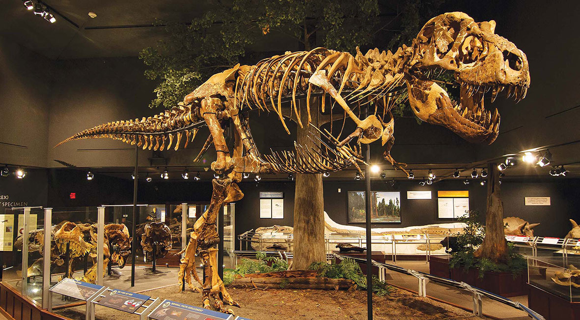 museum-rockies-bozeman-montana-usa.jpg