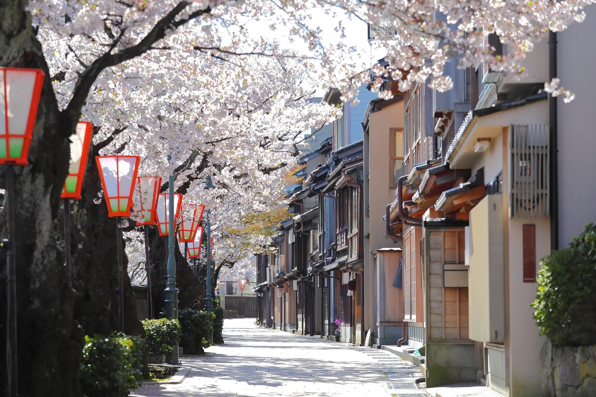 Cherry Blossom Higashiyama Teahouse Old House Street in Kanazawa, Japan