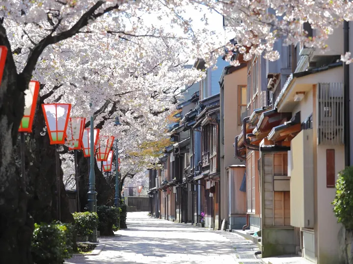 Cherry Blossom Higashiyama Teahouse Old House Street in Kanazawa, Japan