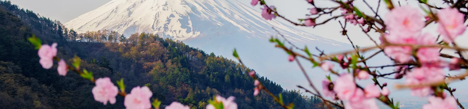 Fuji Mountain And Pink Sakura Branches At Kawaguchiko Lake, Japan 1312038887