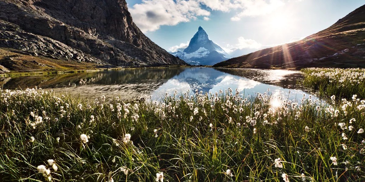 The Matterhorn in the Swiss Alps, Switzerland during springtime with flowers in the foreground