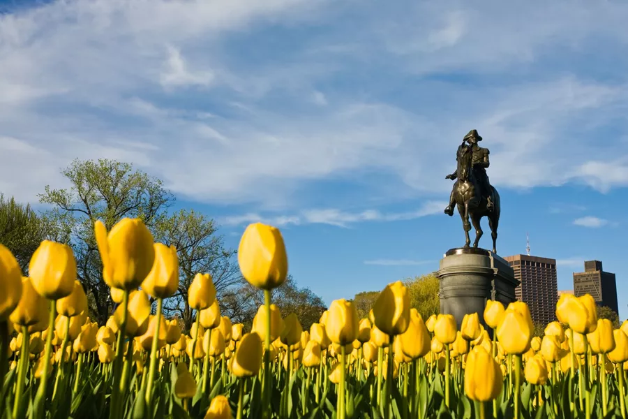 A statue of George Washington in Boston, Massachusetts in springtime with Tulips in the foreground