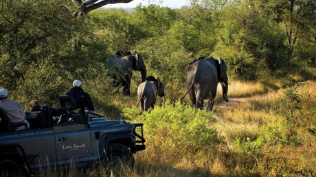 Elephants on Safari in South Africa