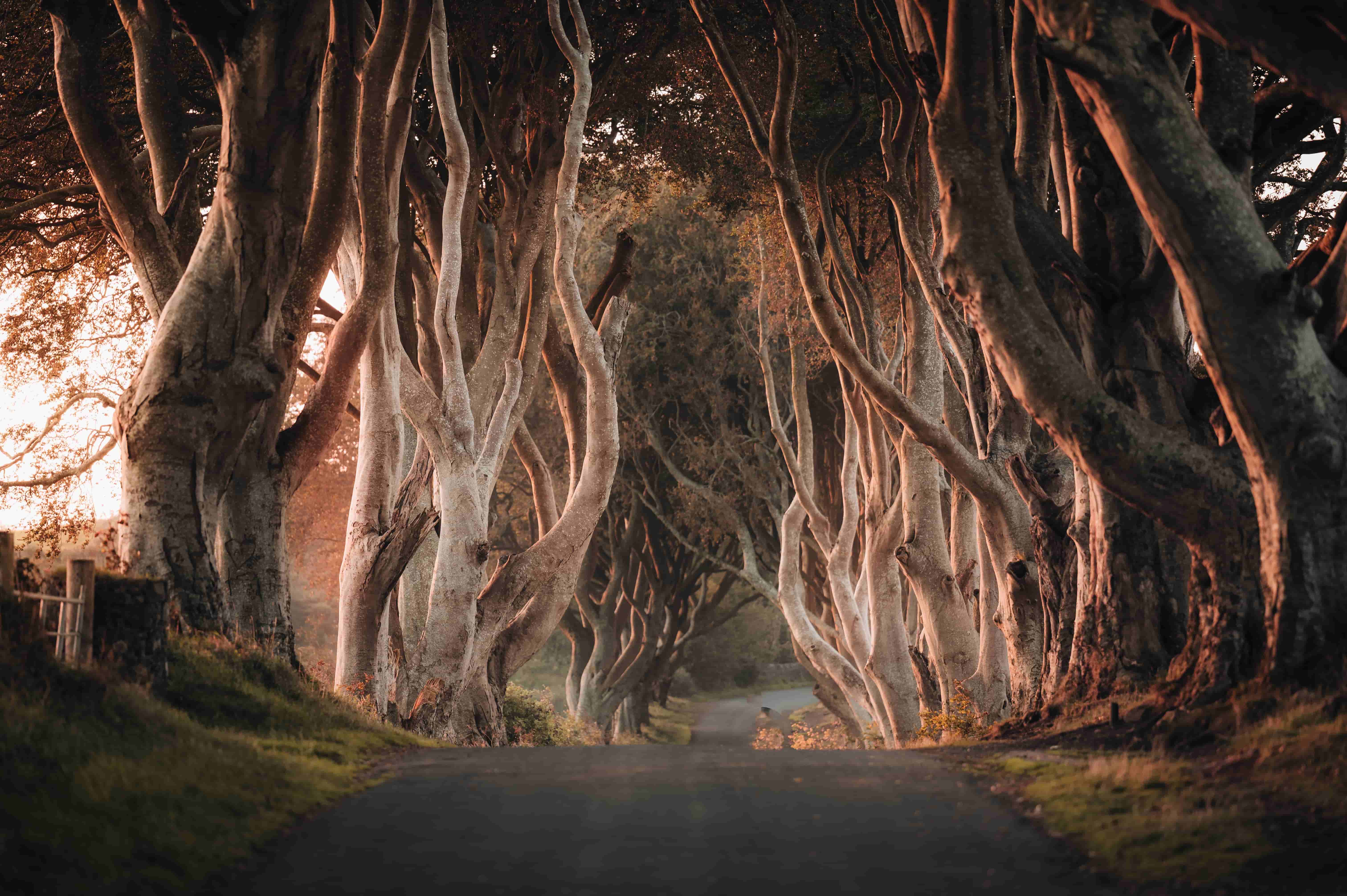 The Dark Hedges Game Of Thrones Northern Ireland