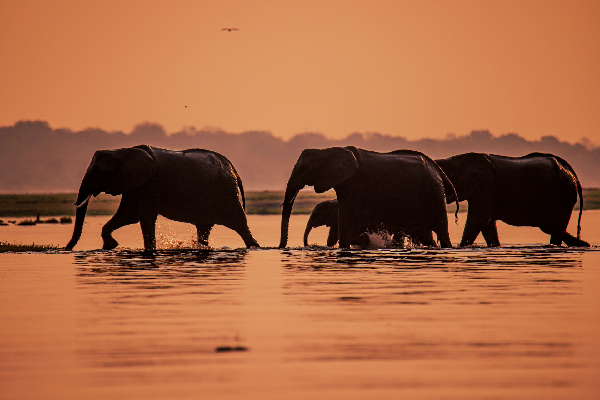 Elephants walking over the Chobe River in Botswana at dusk