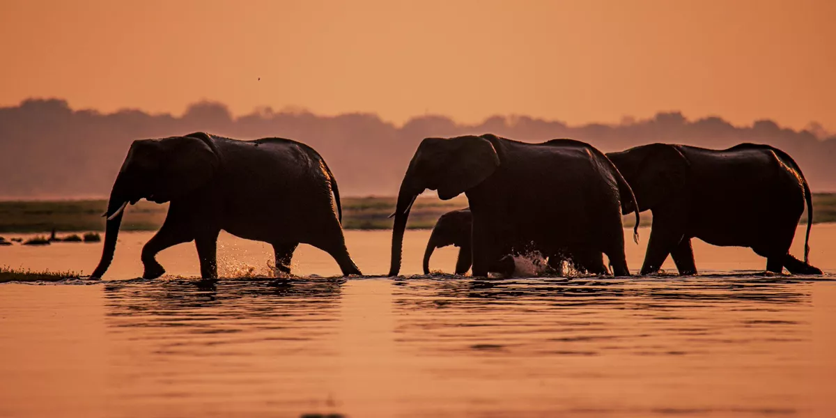 Elephants walking over the Chobe River in Botswana at dusk