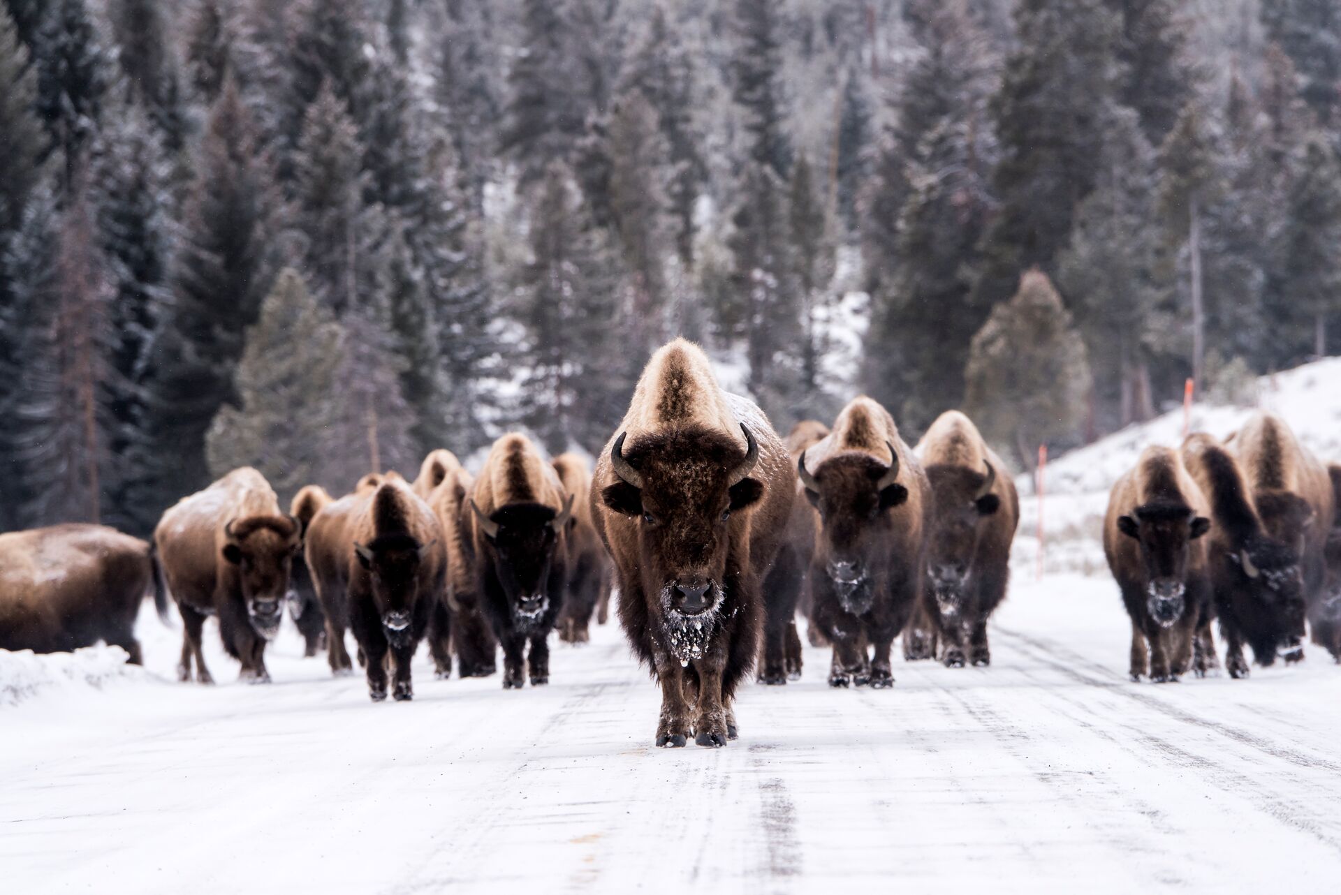 Bison in winter in USA