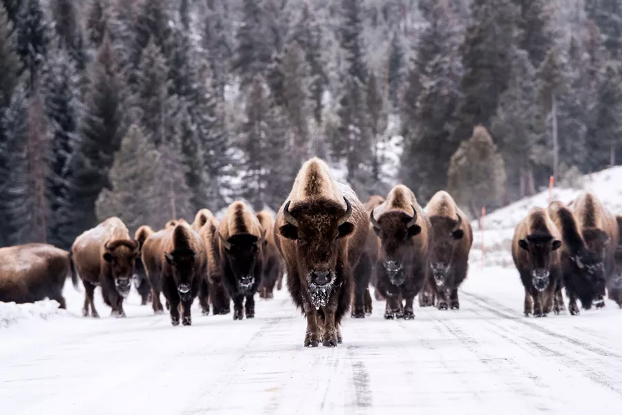 Bison in winter in USA