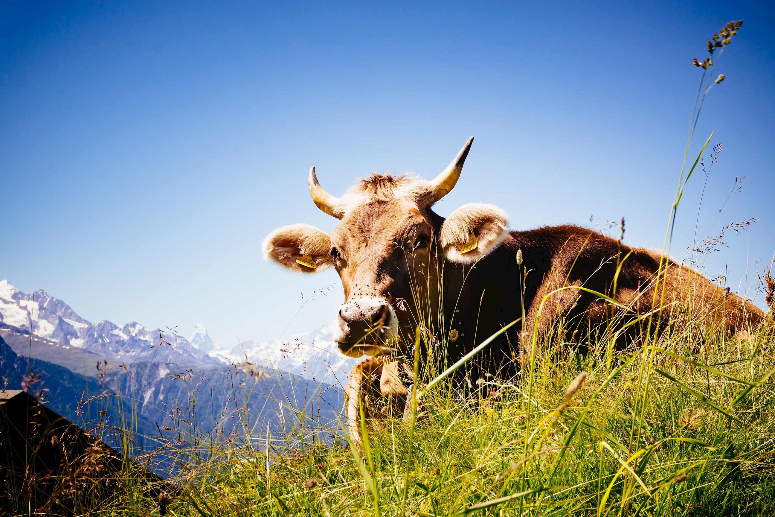 cow-field-interlaken-switzerland.jpg