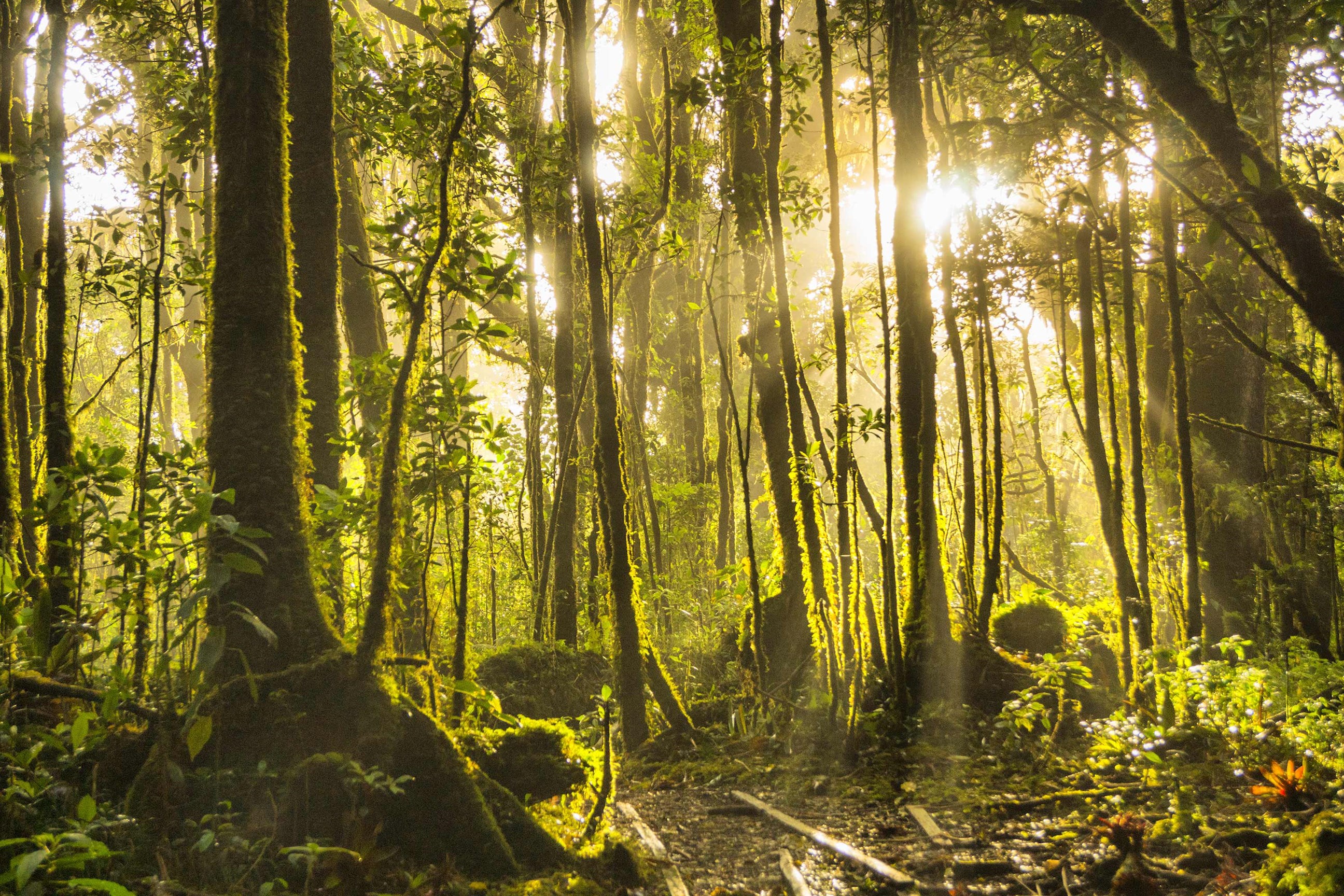forest-tortuguero-national-park-costa-rica.jpg