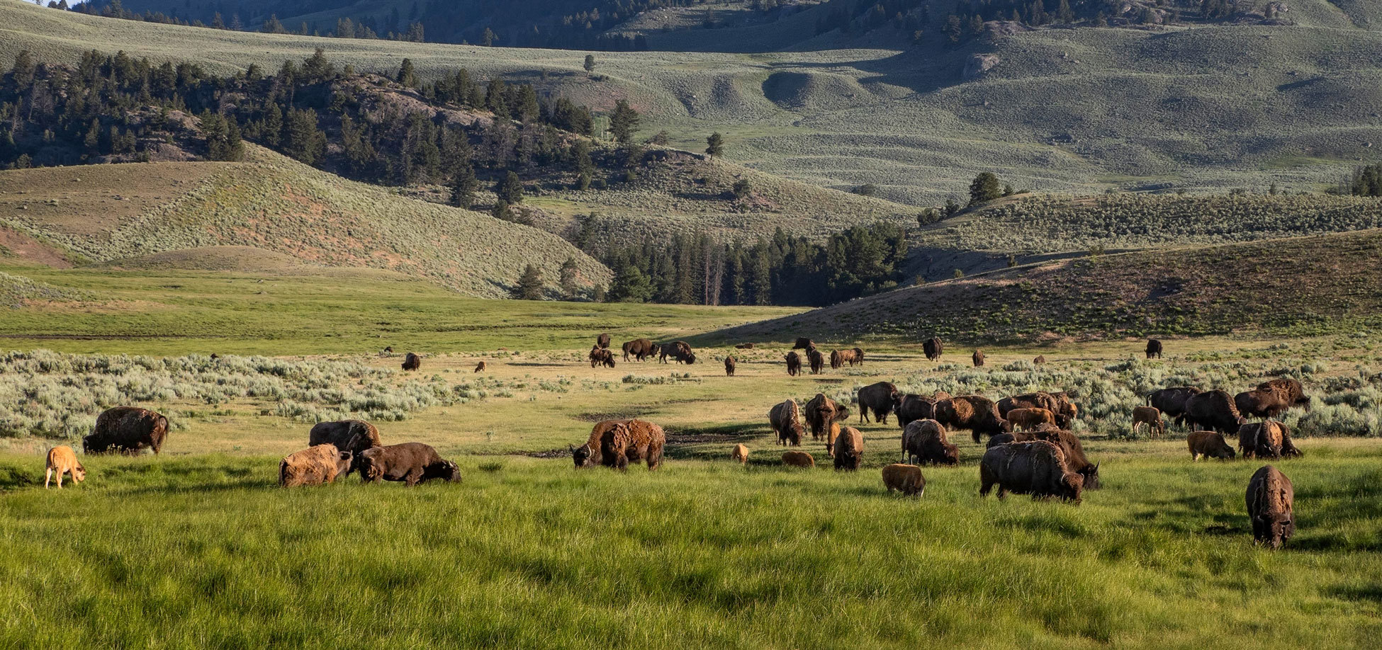 herd-bison-graze-valley-yellowstone-national-park-wyoming-usa.jpg