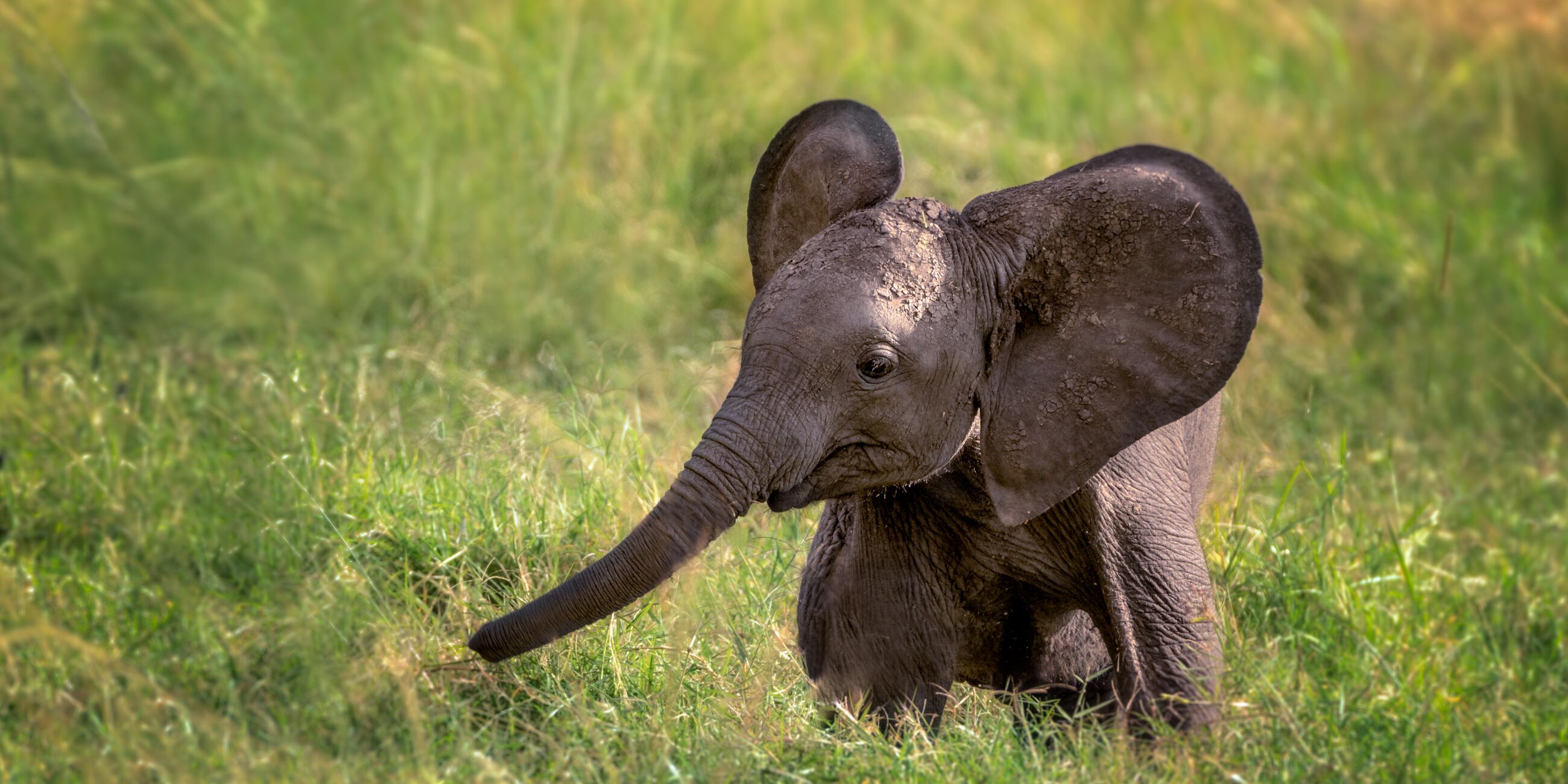 Baby elephant playing on green meadow