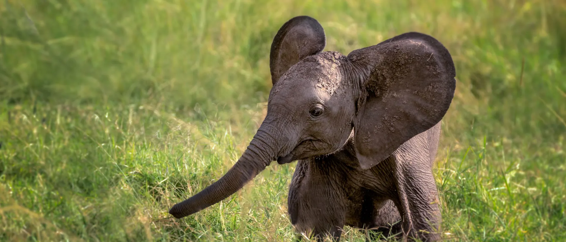 Baby elephant playing on green meadow
