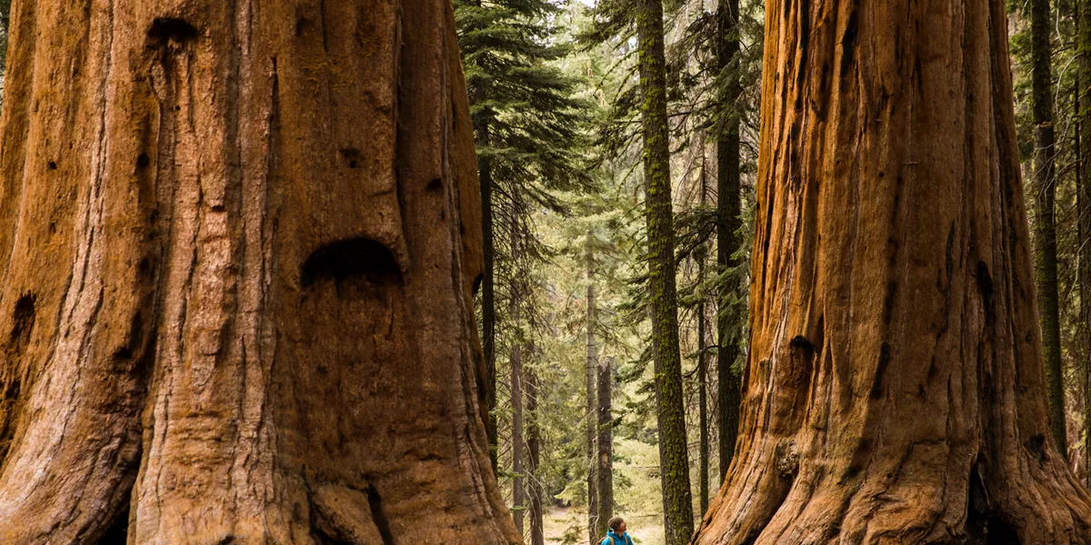 Hiking in Sequoia National Forest, USA