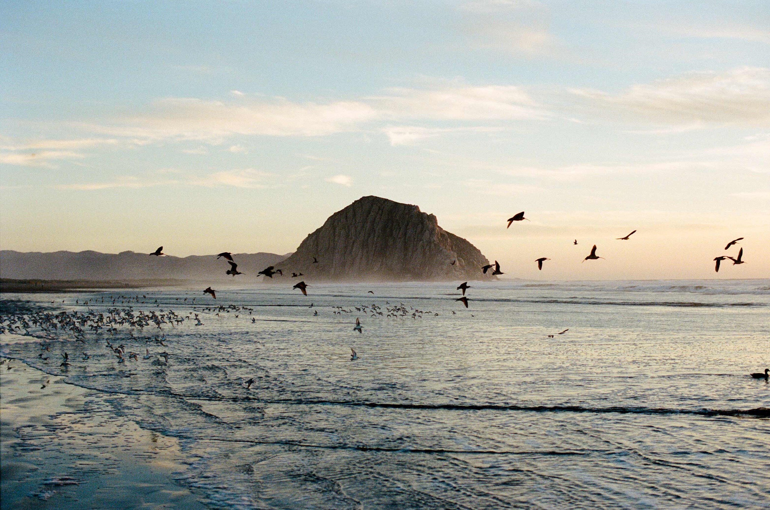 experience-morro-bay-wildlife-usa.jpg
