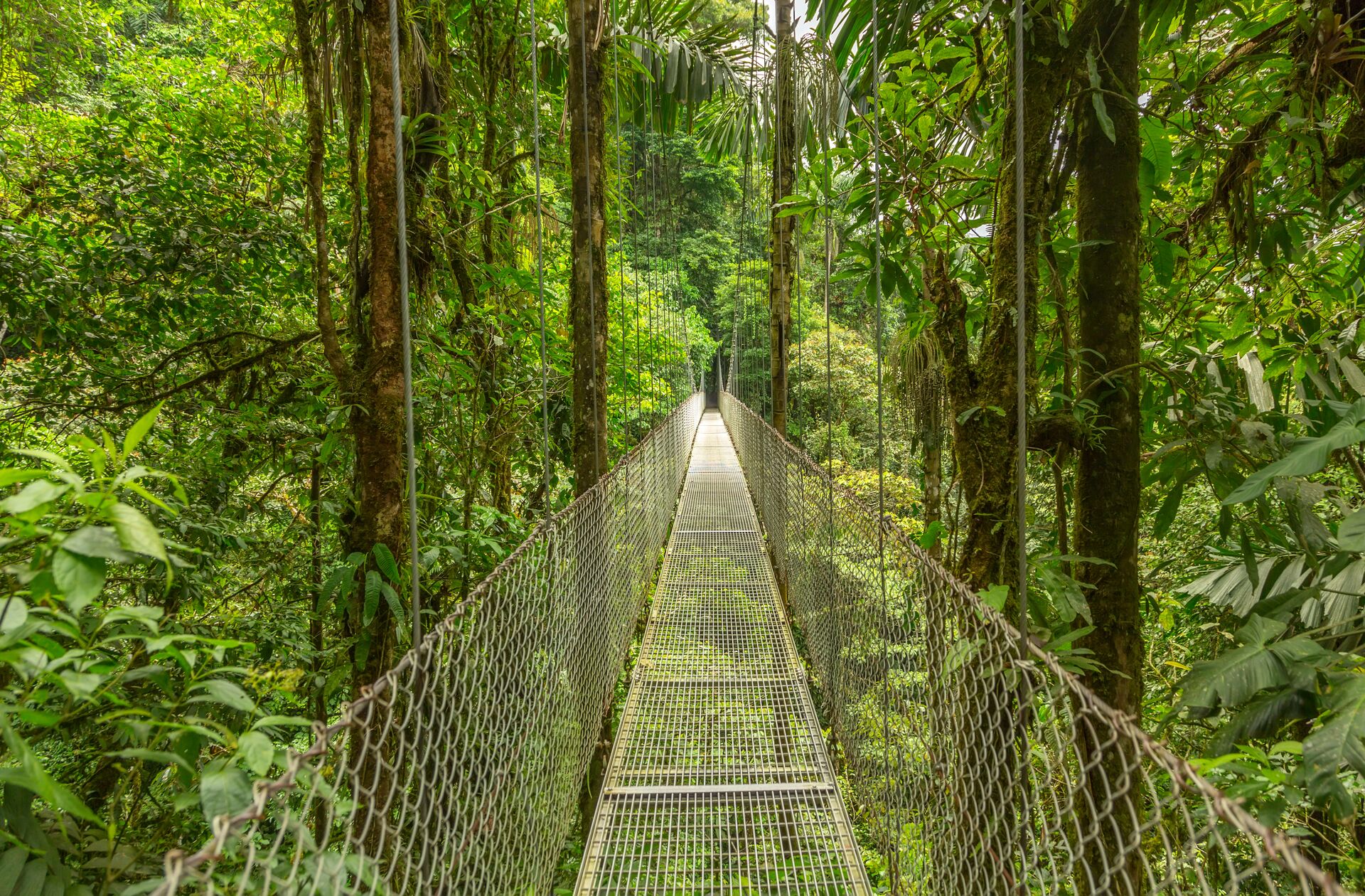 Hanging Bridge In Costa Rica, Central America