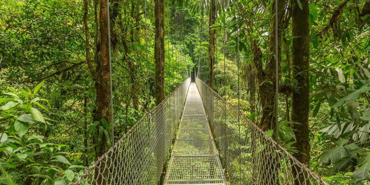 Hanging Bridge In Costa Rica, Central America