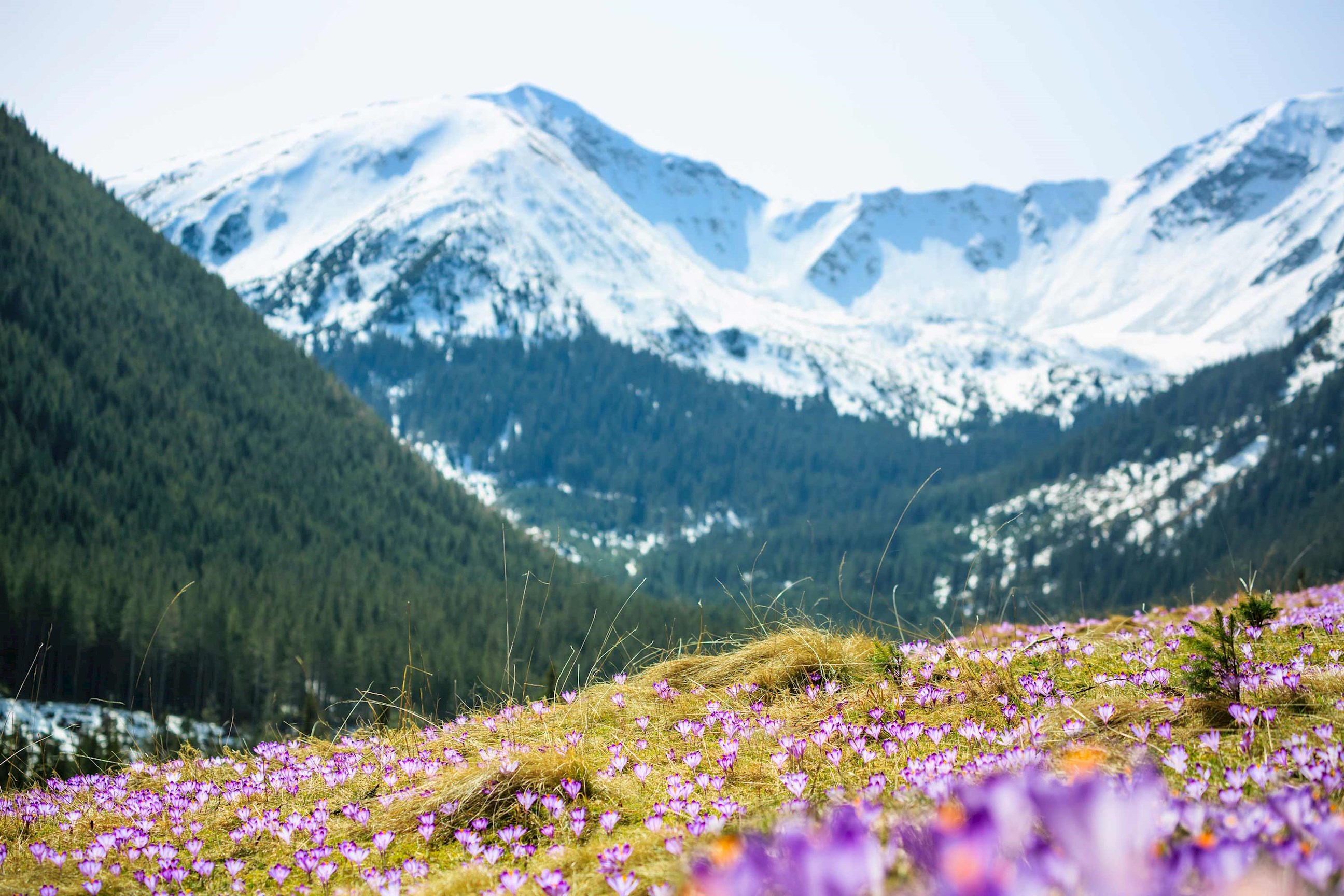meadow-tatra-mountains-poland.jpg