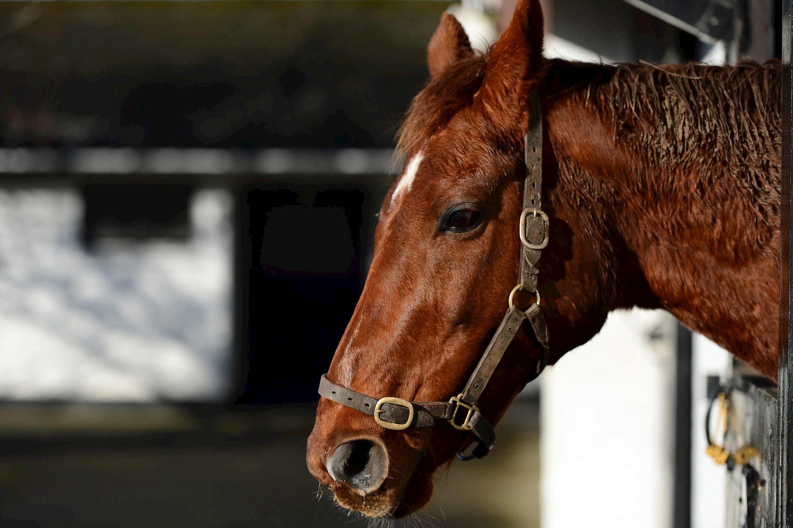 horse-irish-national-stud-ireland.jpg