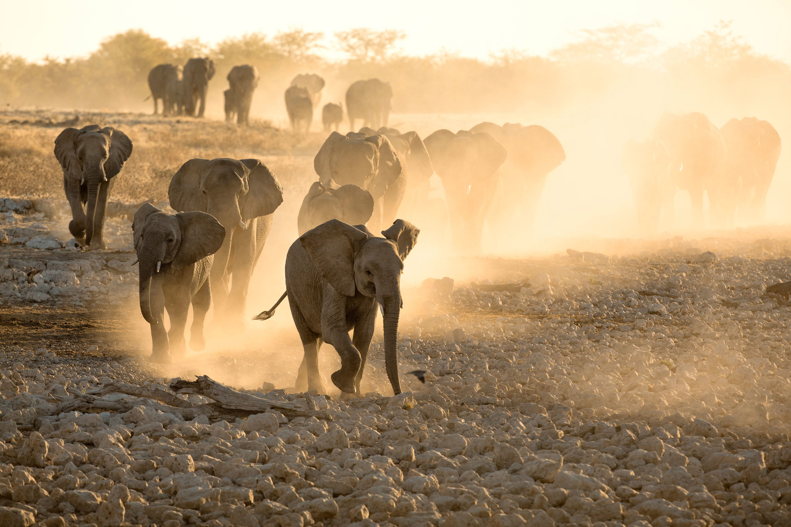 kruger-national-park-elephants-south-africa.jpg
