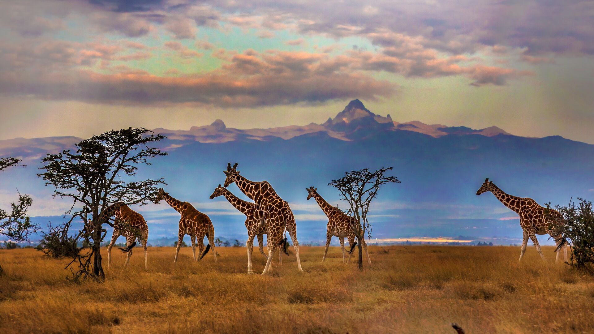 Herd Of Reticulated Giraffes In Front Of Mount Kenya in Africa