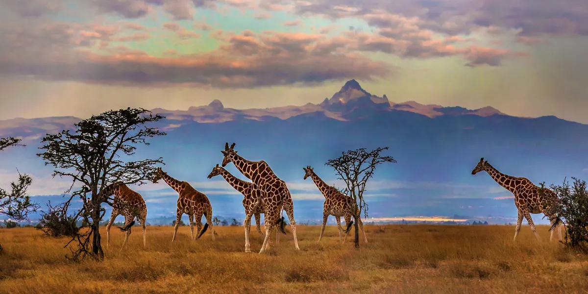 Herd Of Reticulated Giraffes In Front Of Mount Kenya in Africa