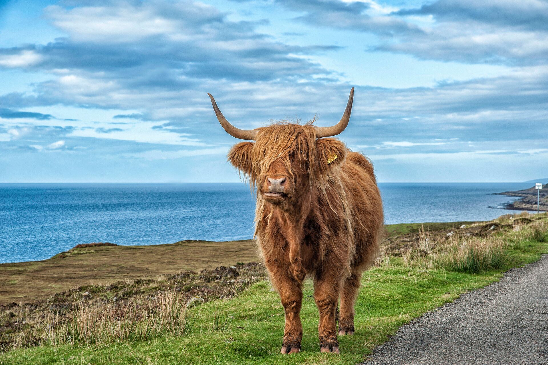 Highland Cow On Scottish West Coast in Scotland, UK