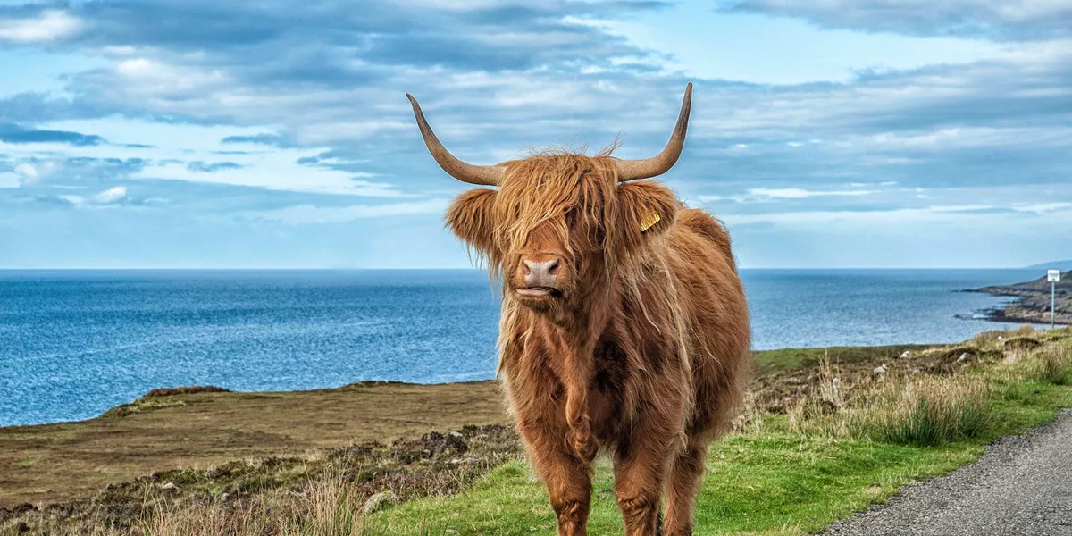 Highland Cow On Scottish West Coast in Scotland, UK