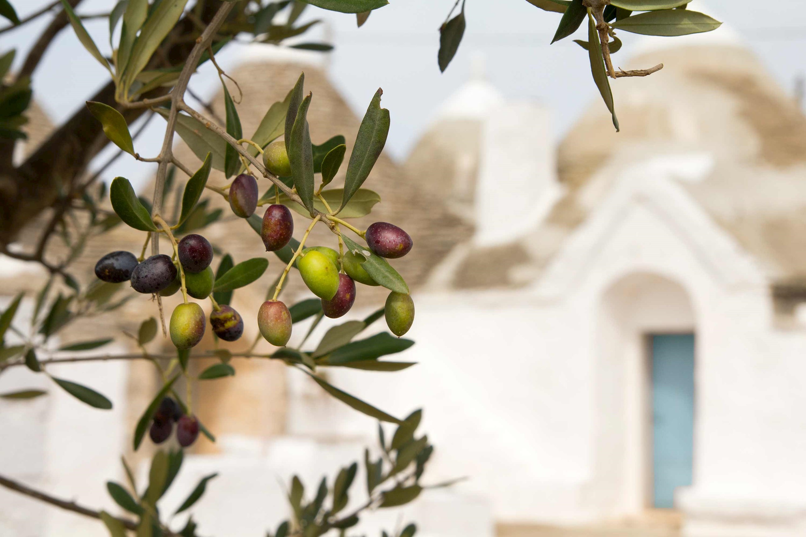 olive-tree-alberobello-italy.jpg