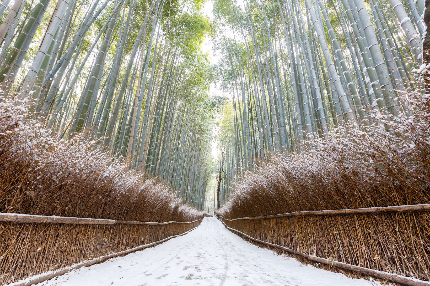 bamboo-forest-kyoto-japan.jpg