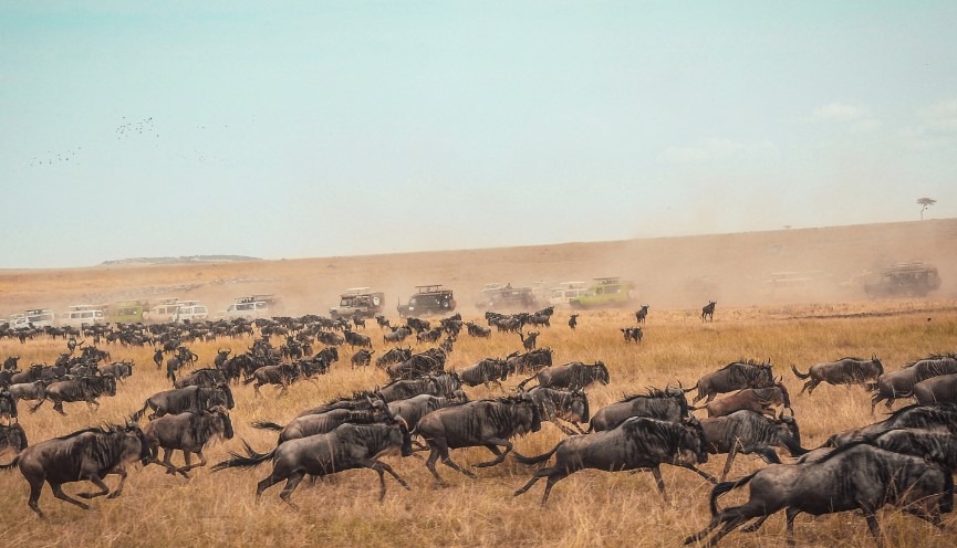 A herd of wild animals running across a dry grass field