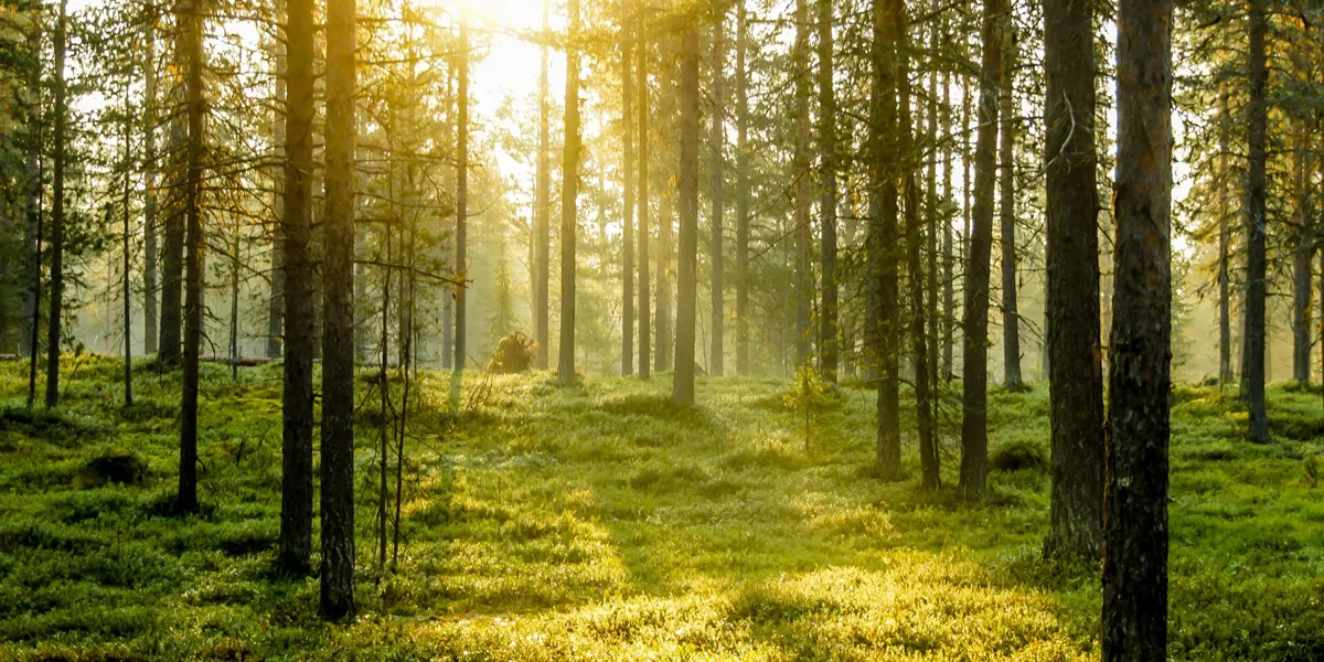 Sun shining through the trees in Finland