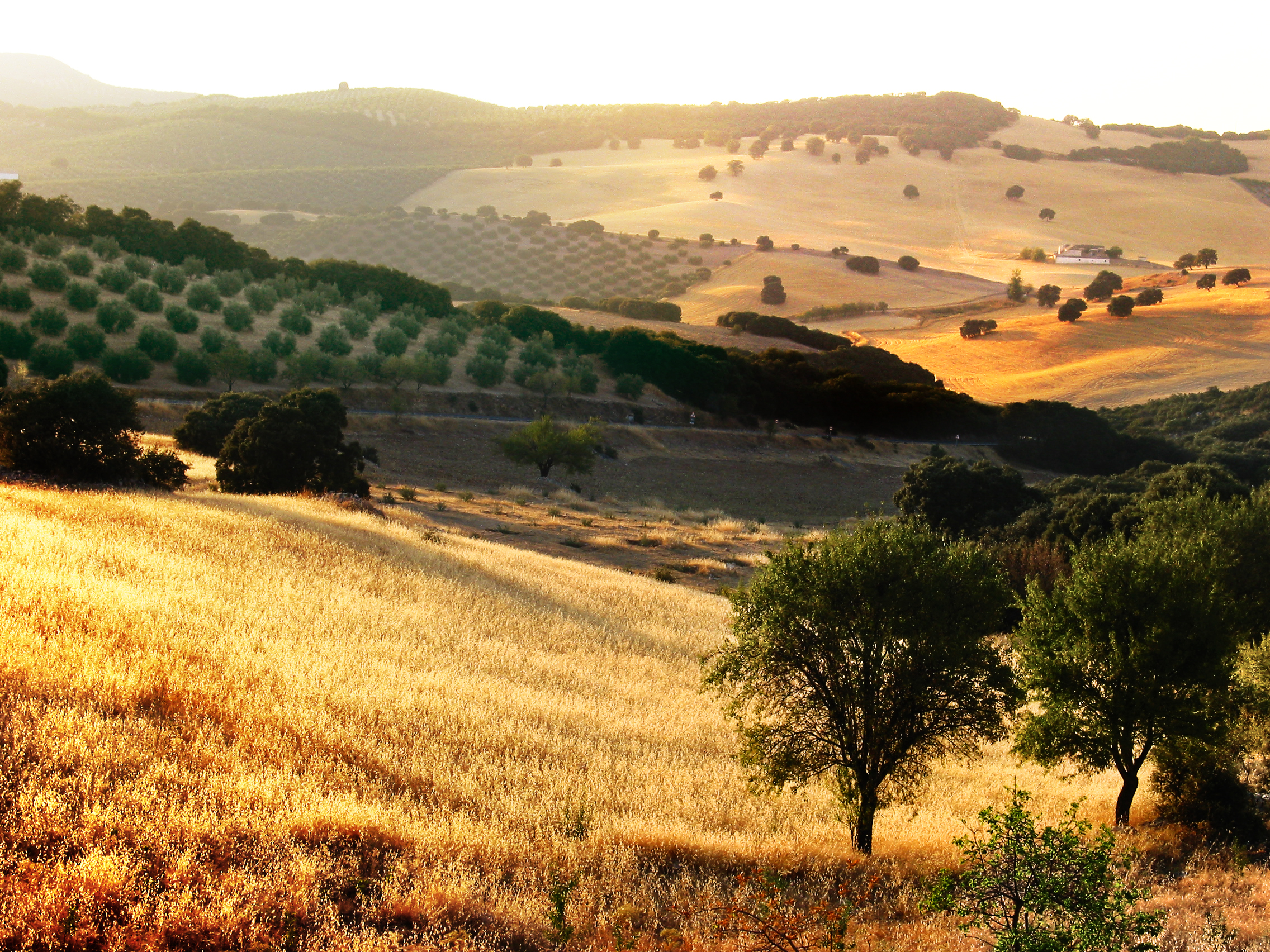37_olive-groves-andalusia-spain.jpg