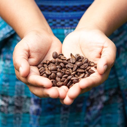 Hands showing us coffee beans 