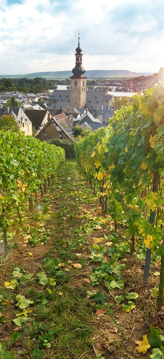 Landscape of Rudesheim Am Rheim vineyard, Germany